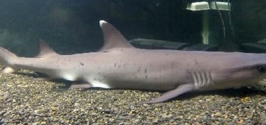 Сложности содержания акулы в аквариуме