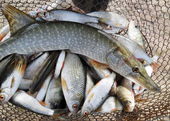 Штрафы за рыбалку 2019