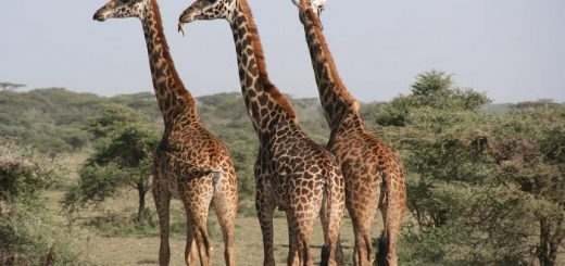 Эти удивительные жирафы