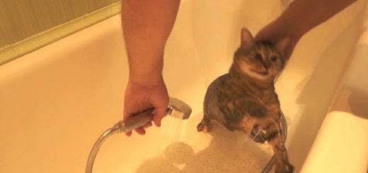 Как мыть кошку
