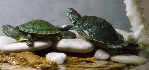 Основы содержания домашних черепах
