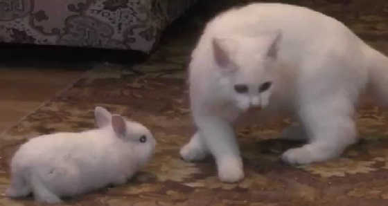 Кошка приютила кролика