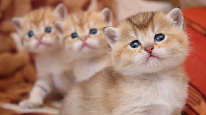 Купить котенка