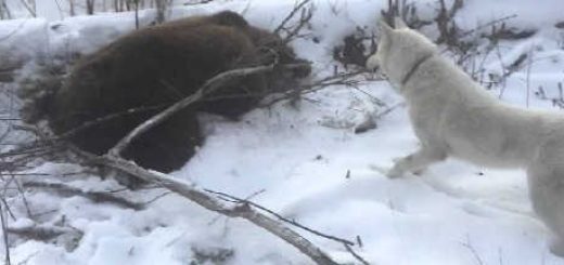 ОХОТА НА МЕДВЕДЯ С ЛАЙКАМИ НА СЕВЕРЕ