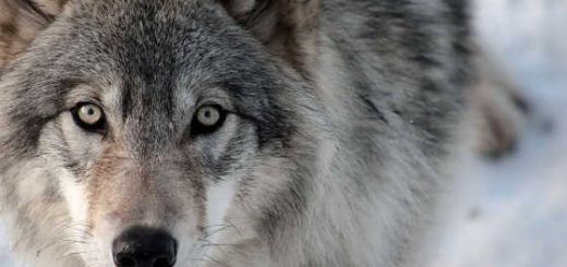 Охота на волка в Якутии