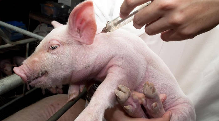Понос у свиней: чем лечить