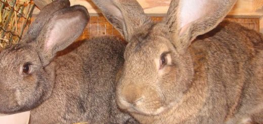 Отличия пород кроликов