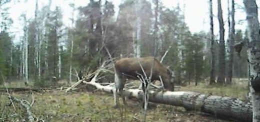 В поисках лося и боровой дичи