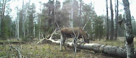 В поисках лося и боровой дичи
