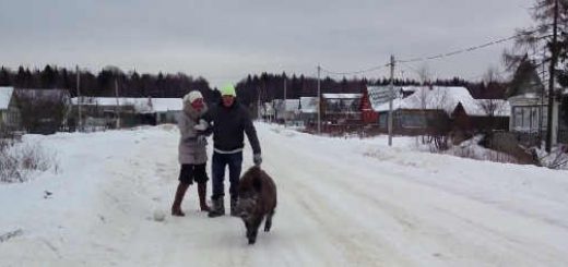 Домашний вепрь Вася на прогулке