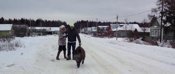 Домашний вепрь Вася на прогулке