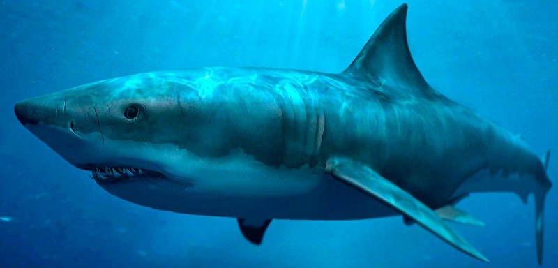 Почему акулы плавают быстрее остальных рыб