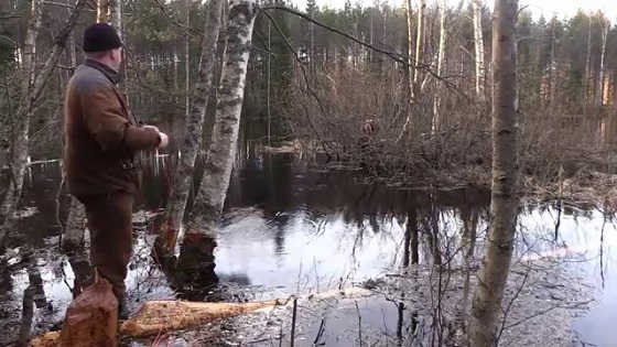 Охота на бобра с луком в Финляндии