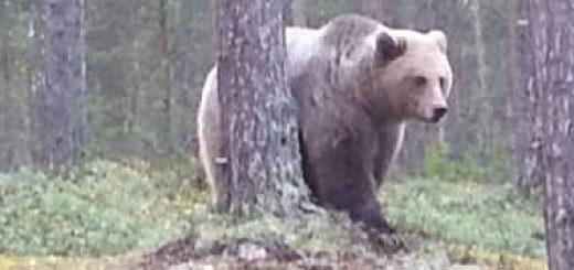 Дикий медведь в Оленегорске