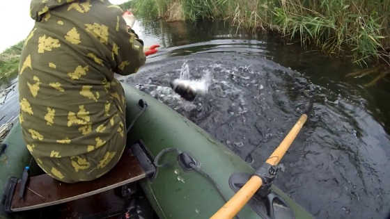Ловля сома на живца на поставухи
