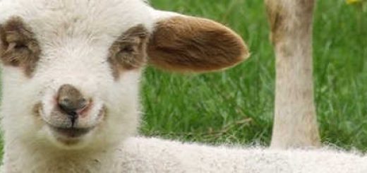 Мастит у овец: как лечить