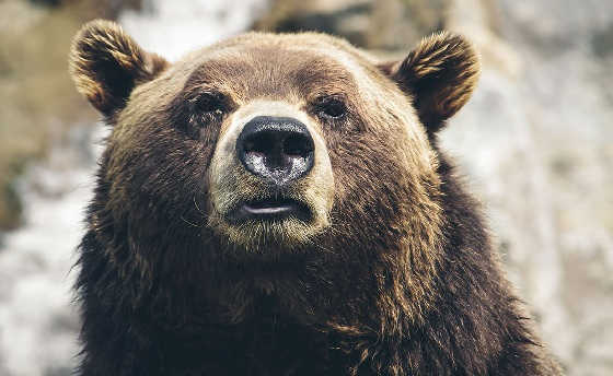 Баллон - защита от медведя