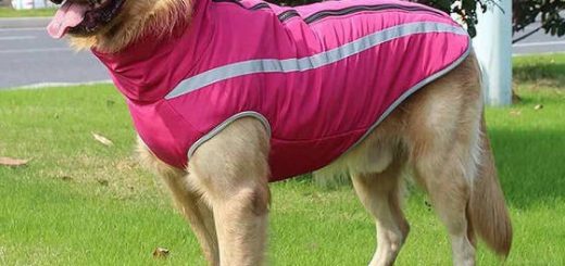 Непромокаемая куртка для собак