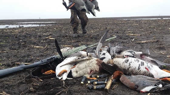 ОХОТА НА ГУСЯ НА РАЗЛИВАХ