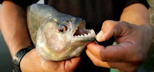 Рыбы наделены гибкими зубами