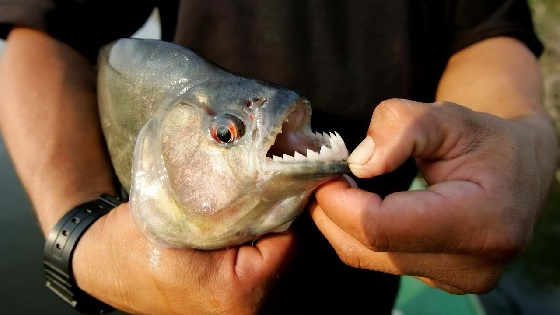 Рыбы наделены гибкими зубами