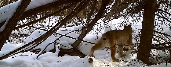 Рысь поймала зайца