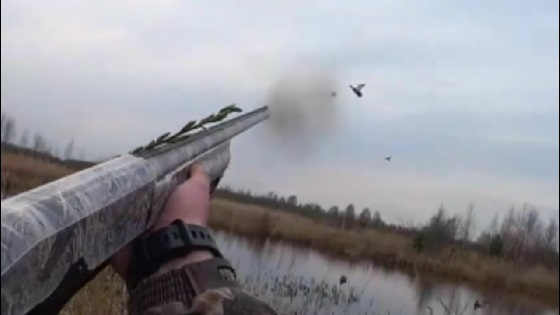Охота на селезня в 2019