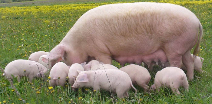 Скороспелые породы свиней