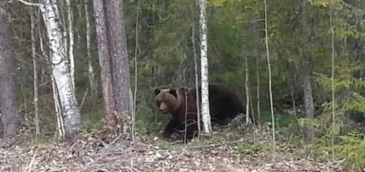 ВНЕЗАПНАЯ ВСТРЕЧА С МЕДВЕДЕМ на рыбалке