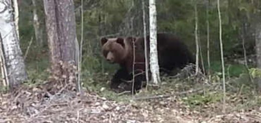 Встреча с медведем в лесу