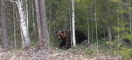 ВНЕЗАПНАЯ ВСТРЕЧА С МЕДВЕДЕМ на рыбалке