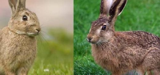 Чем зайцы отличаются от кроликов?