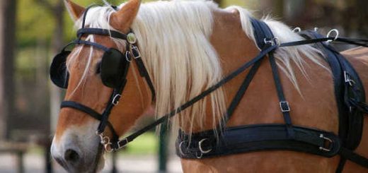 Зачем лошадям закрывают глаза в стойле