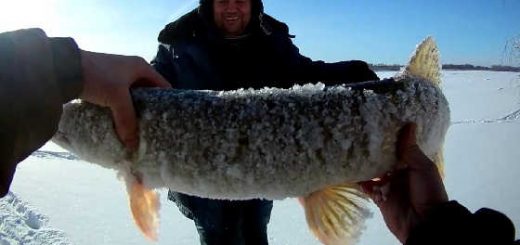 Как ловят промысловики рыбу зимой на Оби