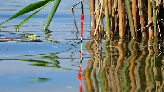 Ловля крупного карася на удочку поплавчанку с мормышкой