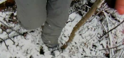 Охота на зайца по первому снегу