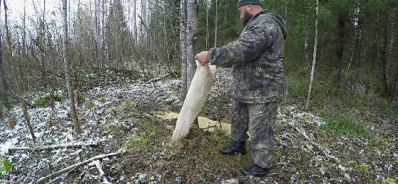 СОЛОНЕЦ НА ЛОСЯ