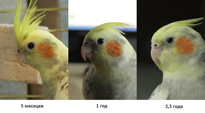 Определение возраста попугая