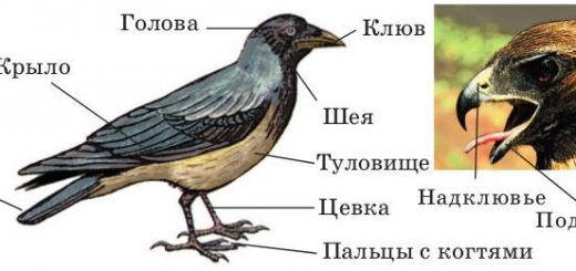 Анатомия птиц