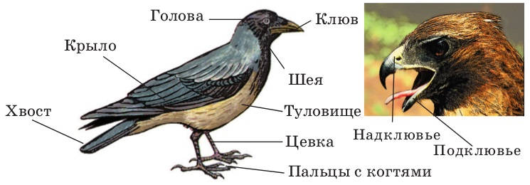 Анатомия птиц