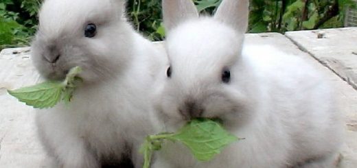 Какие витамины и минералы нужны кроликам