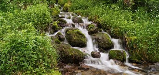 Как найти воду в лесу