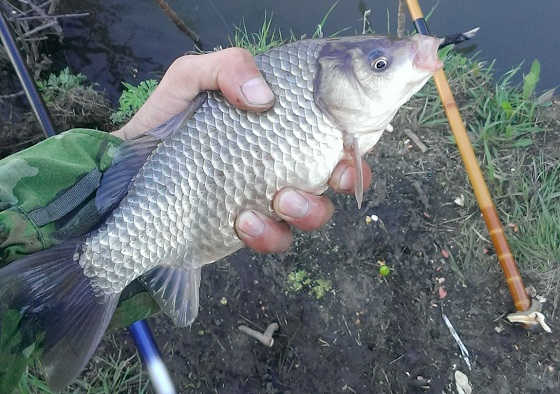 Ловля карася на водку