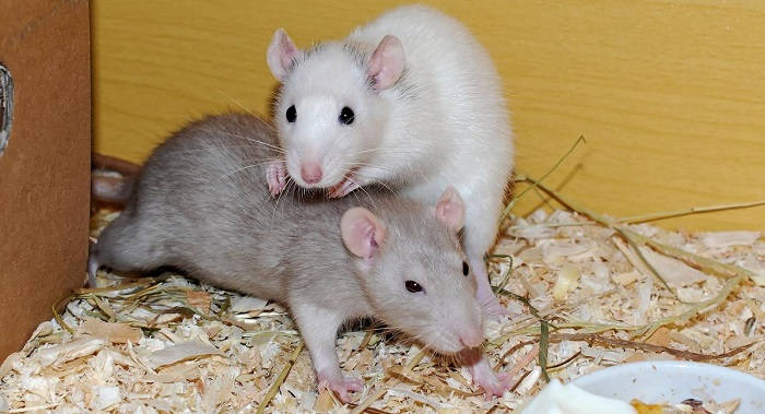 Крысы: содержание, уход