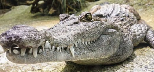 Охота на крокодила, сбежавшего из зоопарка