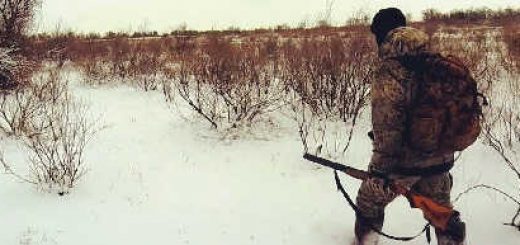 Тропление зайца с Тоз - 34