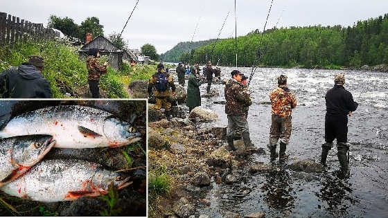 УДАЧНАЯ РЫБАЛКА НА ГОРБУШУ