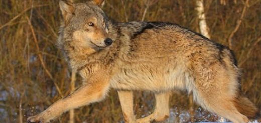 Запрет на охоту на волков в Швеции