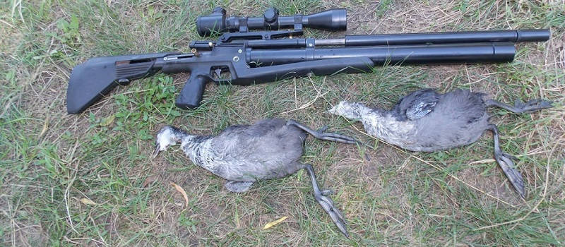 пневматический оружие для охоты на зайца