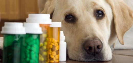 Лекарства для животных